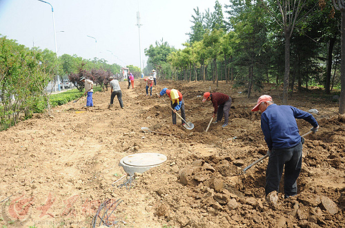 萊山區山海南路綠化施工 提升主次干道綠化水平