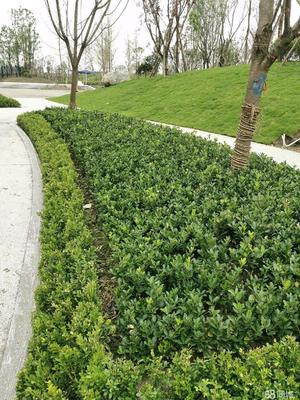 成都市政道路綠化,小區砍樹、修樹、除草、移栽樹