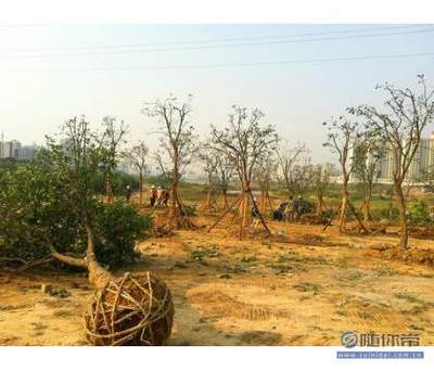 【專業(yè)園林綠化施工承接園林綠化工程小區(qū)綠化養(yǎng)護(hù)工廠綠化】孝昌縣孟宗苗木基地 - 產(chǎn)品庫