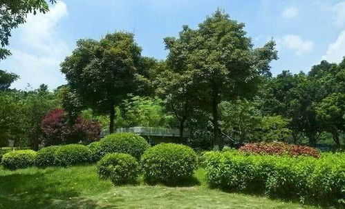 子彈被射中,嵌在樹(shù)上 20年后,它殺死了目標(biāo) 網(wǎng)友說(shuō)不敢相信 網(wǎng)易訂閱