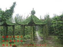 綠化苗木 盆景等 四川勇昌園林景觀綠化工程有限責(zé)任公司