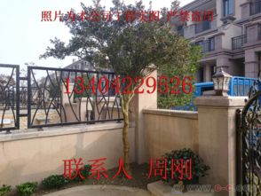 蘇州園林綠化 從設(shè)計(jì)、施工到養(yǎng)護(hù)的古典與現(xiàn)代融合之道